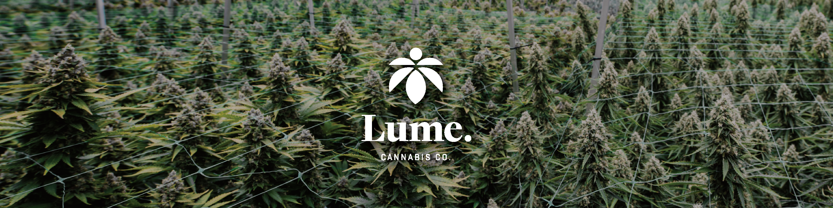 LumeCSHeader-1200x300 LumeCSHeader-1200x300